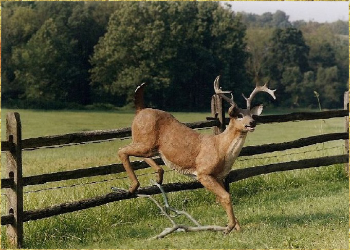 Landing Deer